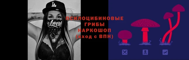 a pvp Новозыбков